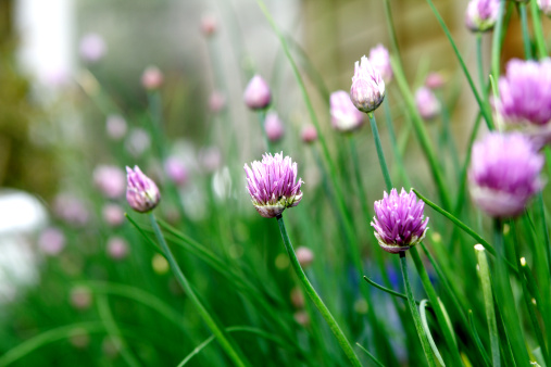 Chives flowers